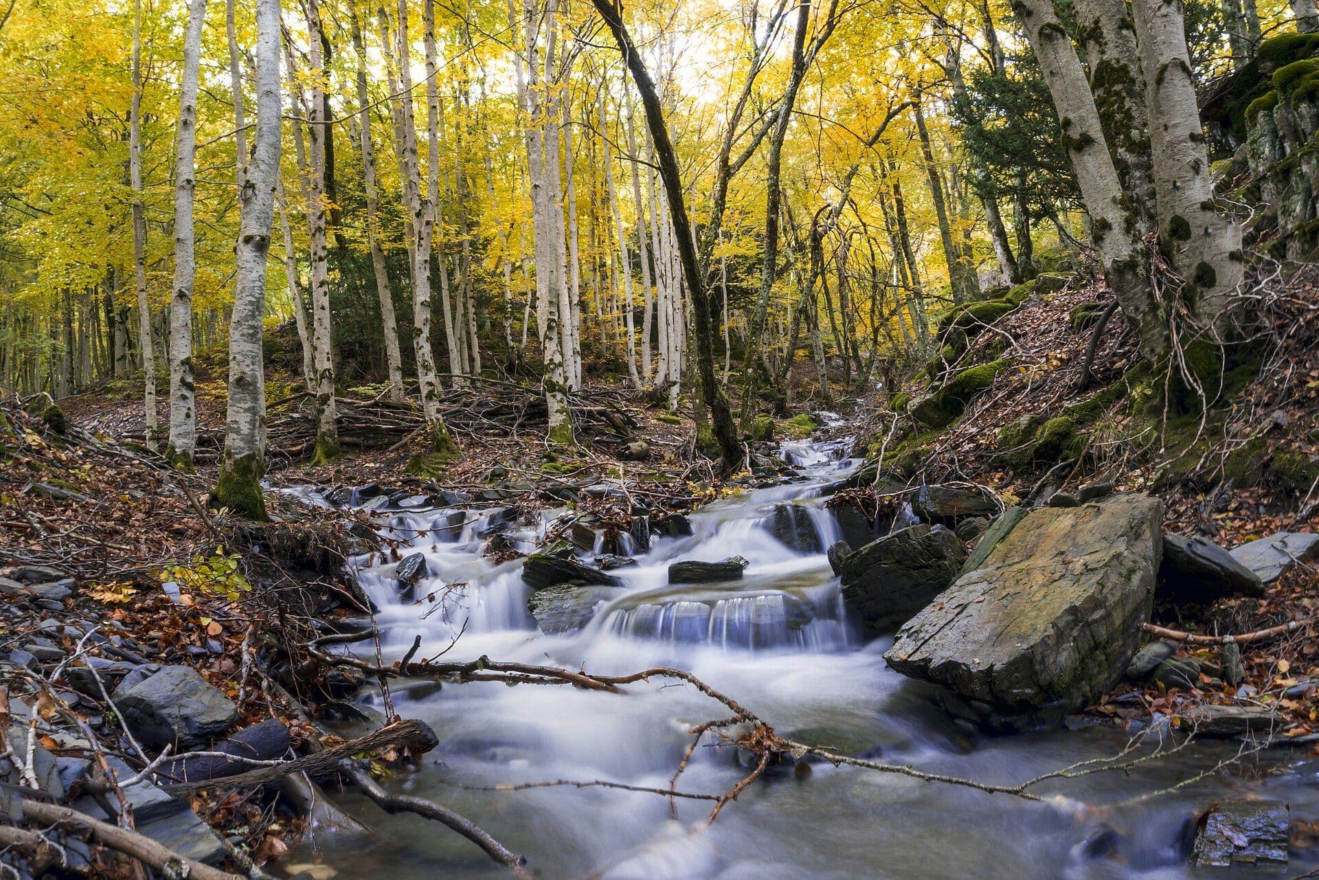 Arroyo entre hayas doradas en el Hayedo de Tejera Negra