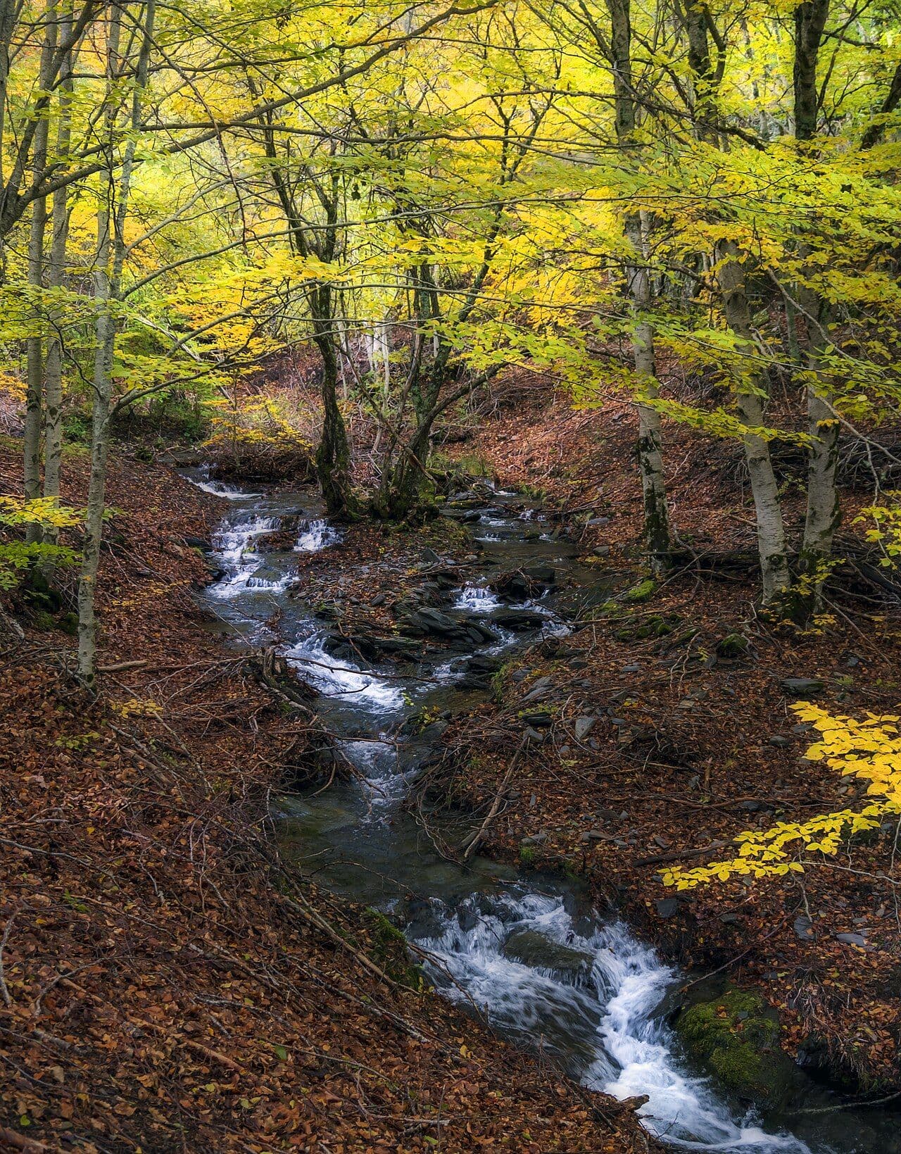 Arroyo del hayedo con hojas de otoño