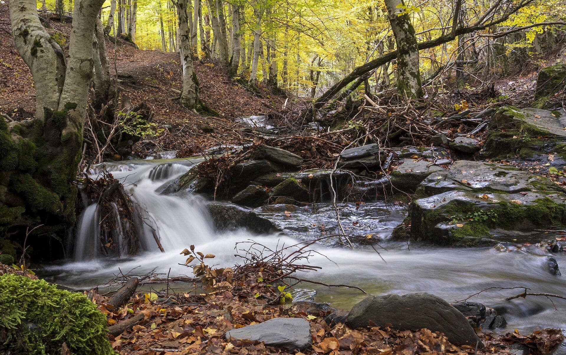 Cascada entre hayas en otoño, Hayedo de Tejera Negra