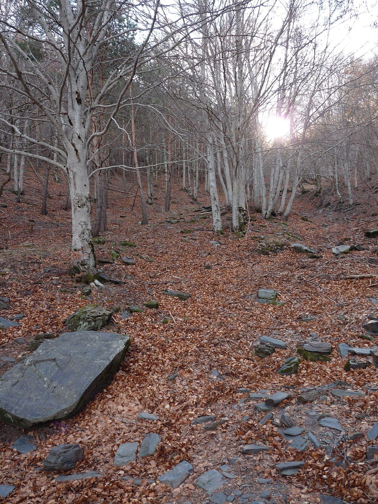 Hayas sin hoja en invierno, Tejera Negra