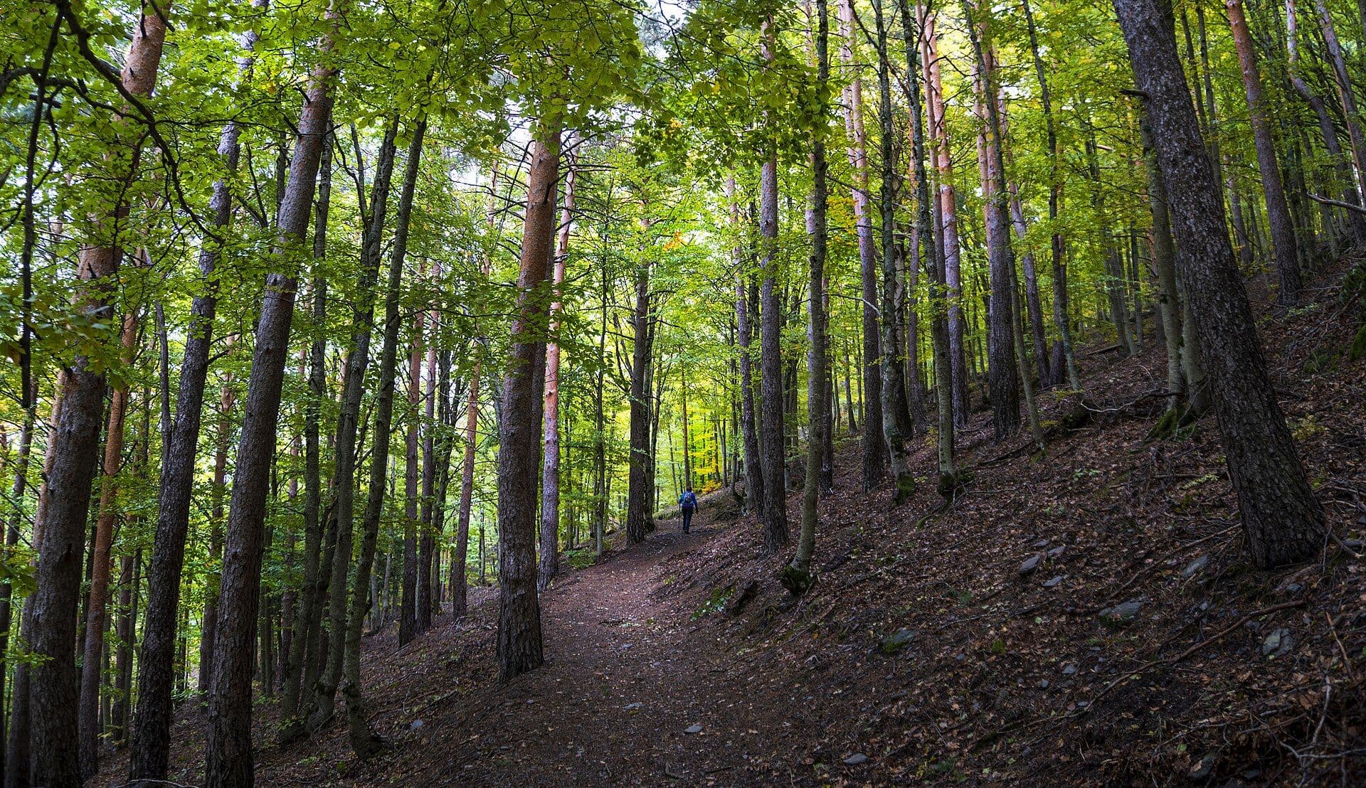 Sendero por el bosque de Tejera Negra